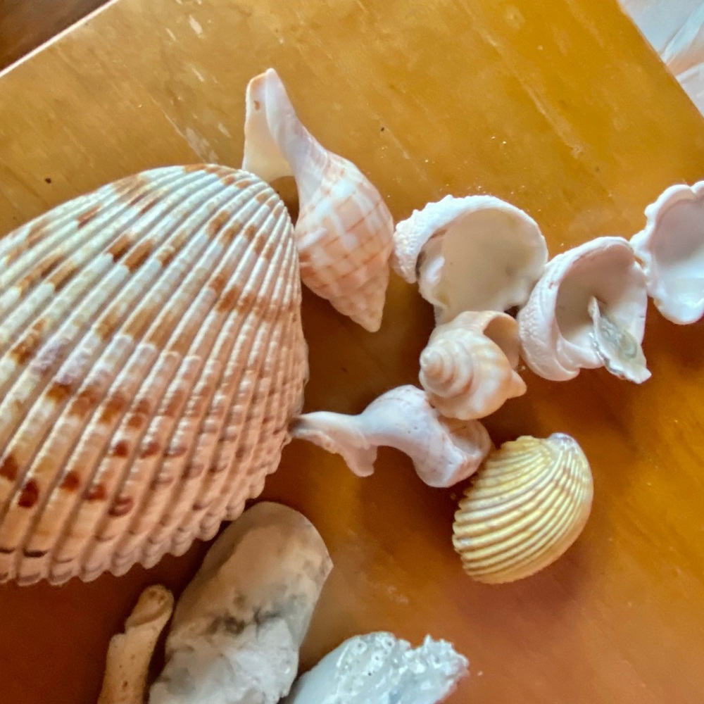 SANIBEL Shells (collected) Mixed Lots For Crafts